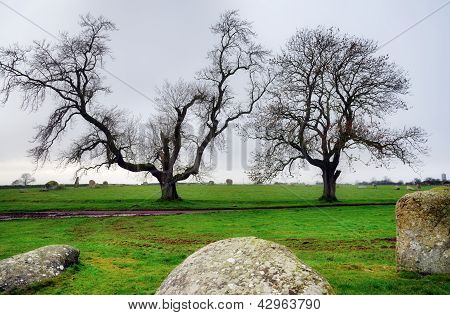 Dva stromy na Long Meg Stone Circle