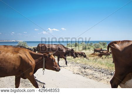 A Herd Of Cows Cross The Road Without A Shepherd. Red Cows