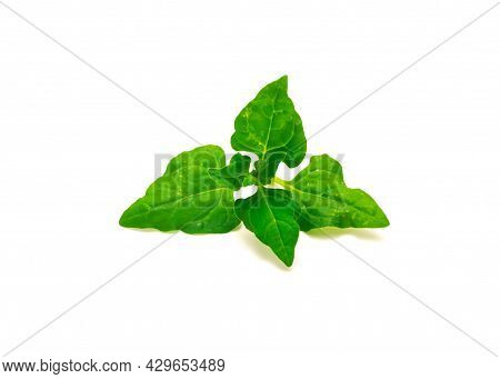 Branch Of New Zealand Spinach Or Tetragonia Tetragonioides Leaves Isolated On White