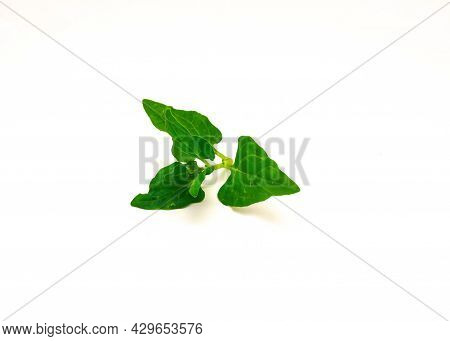 Branch Of New Zealand Spinach Or Tetragonia Tetragonioides Leaves Isolated On White