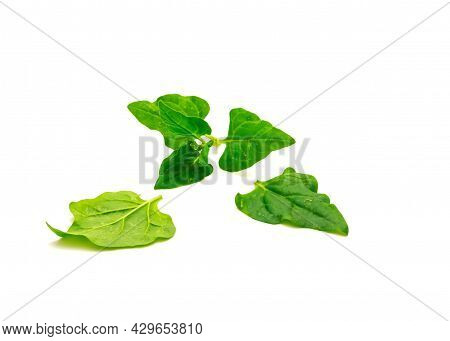 Branch Of New Zealand Spinach Or Tetragonia Tetragonioides Leaves Isolated On White