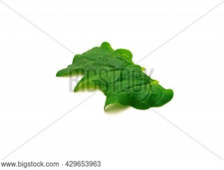 Three Homegrown New Zealand Spinach Or Tetragonia Tetragonioides Leaves Isolated On White