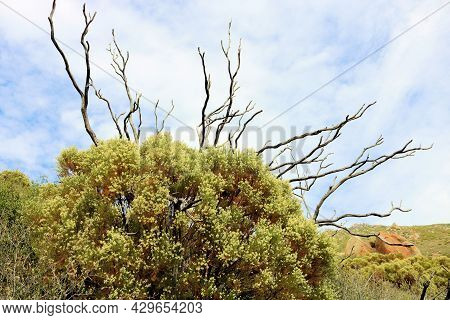 Burnt Old Growth Chaparral Shrub With New Growth Chaparral Plants And Flower Blossoms Taken On A Mou