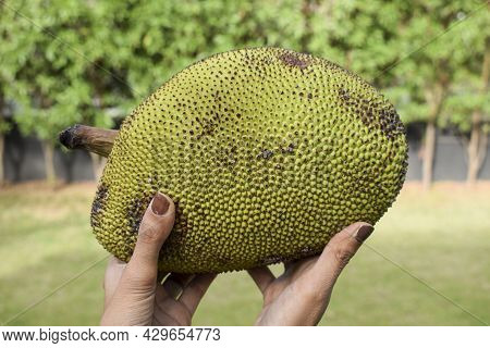 Female Holding Big Jackfruit Indian Vegetable And Fruit In Hand. Green Raw Organic Single Jackfruit 
