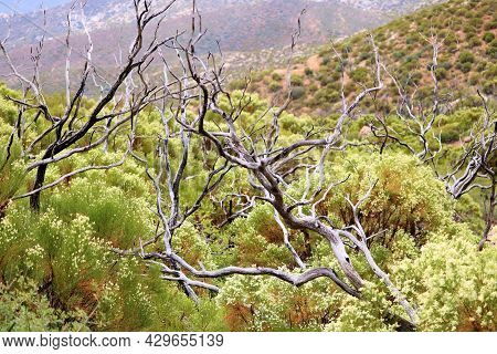 Burnt Chaparral Shrubs Caused From A Past Wildfire Besides New Growth Plants With Wildflower Blossom