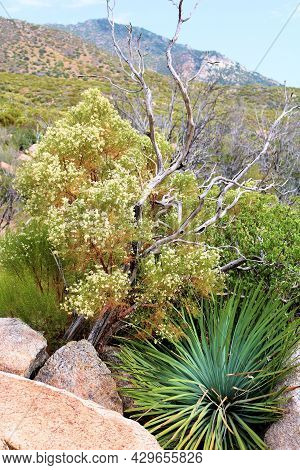 Chaparral Shrubs Including A Yucca Plant Besides Rocks On An Arid Mountain Slope Taken At A Chaparra