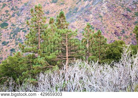 Alpine Pine Forest Besides Burnt Chaparral Shrubs Caused From A Past Wildfire Taken Where The Chapar