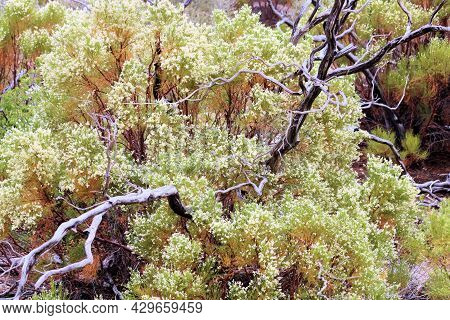 Old Growth Chaparral Shrub Burnt From A Wildfire Besides A New Growth Shrub With Flower Blossoms Tak