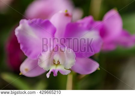Orchid Flower Of The Species C. Loddigesii Trilabello With Focus In The Center And The Rest Of The I