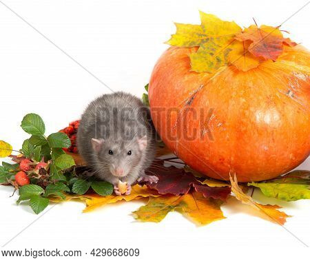 Cute Rat Dumbo On A White Isolated Background. Branches Of Mountain Ash, Rose Hips, Pumpkin And Colo