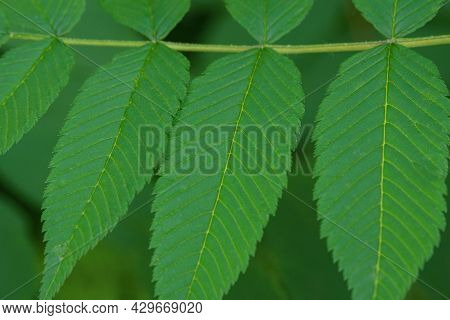 Bright Saturated Green Young Leaves Of Sorbaria Sorbifolia. Close. Gardening. Green Leaf Background.