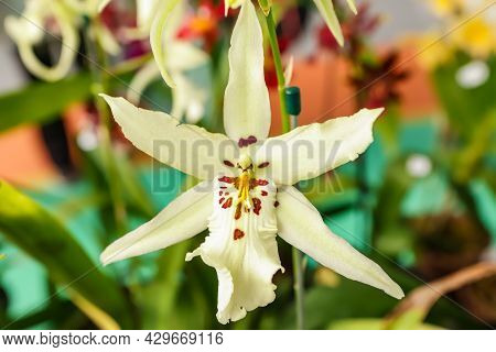 Beallara Orchid Flower With Center Focus And Rest Of Image Blurred