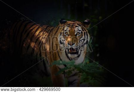 A Dangerous Tiger Walks Discreetly Through The Forest To Find Its Prey