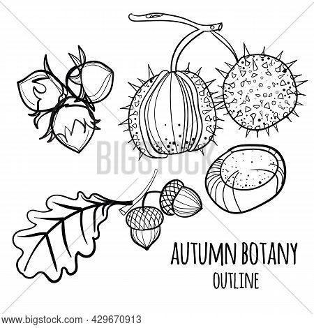 Hazelnuts, Chestnuts And Acorns On A White Background.