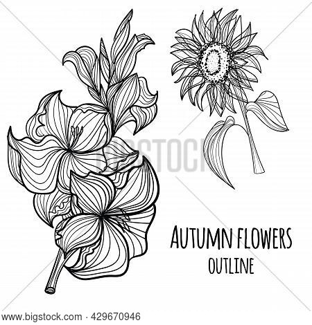 Gladioli And Sunflower On A White Background.