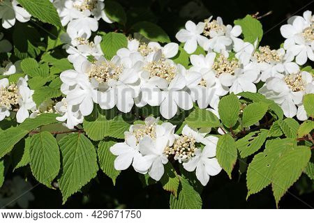 Early Season Japanese Snowball Bush, Viburnum Plicatum Form Tomentosum Variety Pink Beauty, White Fl