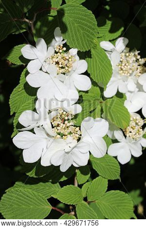 Early Season Japanese Snowball Bush, Viburnum Plicatum Form Tomentosum Variety Pink Beauty, White Fl