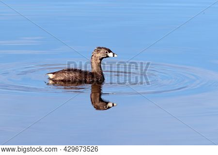 Pied-billed Grebe Podilymbus Podiceps Swimming In A Blue Lake With Inverted Reflection In Pituaçu Pa