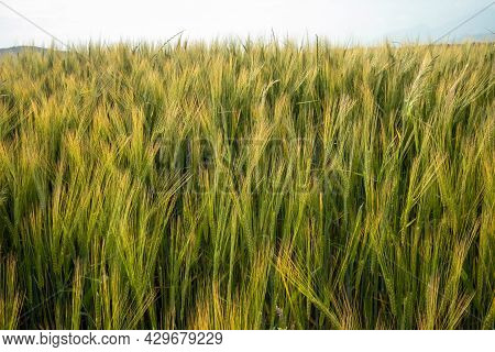 Ears Of Wheat Swaying In The Wind On A Sunny Day