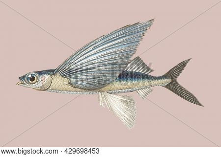 Vintage Illustration of Stropical two wing flying fish.