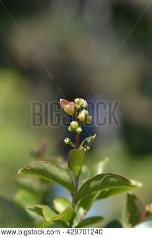 Crepe Myrtle White Sensation - Latin Name - Lagerstroemia Indica White Sensation