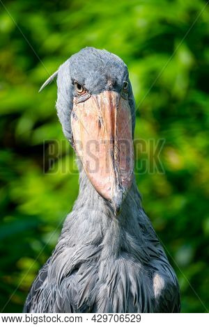 Shoebill, Balaeniceps Rex, Aka Whalehead, Whale-headed Stork Or Shoe-billed Stork.