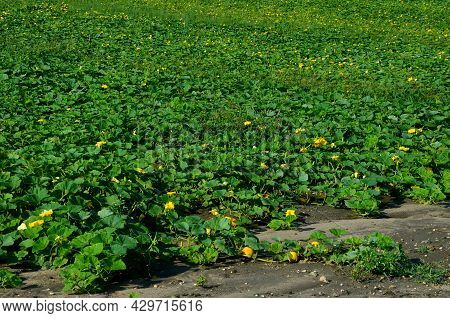 Irrigation Pipes In The Field. Water Is Pumped From The River And Through Large Diameter Metal Pipes