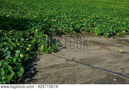 Irrigation Pipes In The Field. Water Is Pumped From The River And Through Large Diameter Metal Pipes