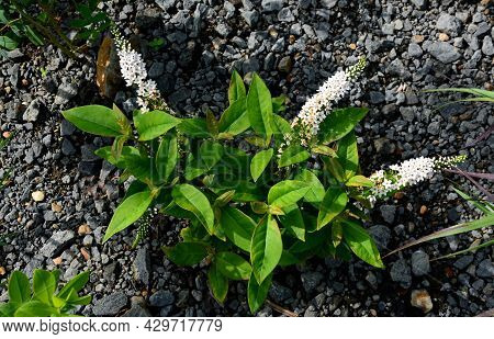 Is A Perennial With An Upright Habit Reaching A Height Of About 90 Cm. Thanks To The Vital Undergrou
