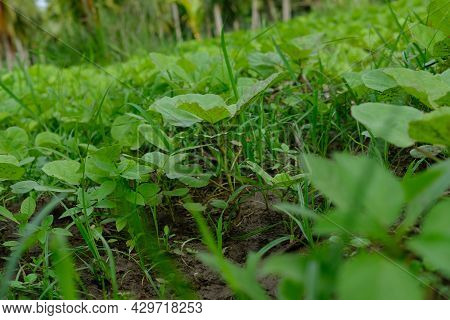 Green Grass And Small Plants Spotted At Agricultural Lands