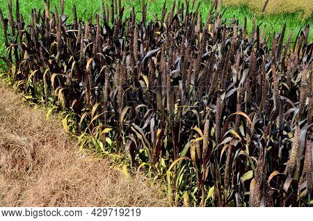 Ornamental Grasses With Red Leaves And Creamy Beige Flowers Bent. The Vegetation In The Flowerbed Is