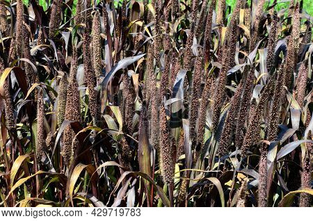 Ornamental Grasses With Red Leaves And Creamy Beige Flowers Bent. The Vegetation In The Flowerbed Is