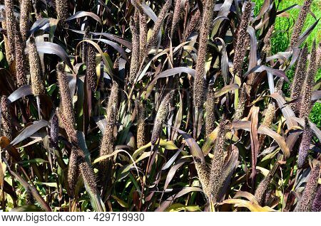 Ornamental Grasses With Red Leaves And Creamy Beige Flowers Bent. The Vegetation In The Flowerbed Is