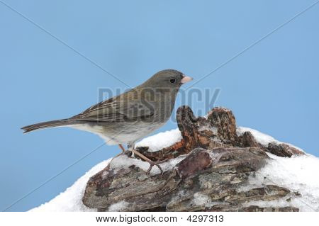 Tummasilmäiset Junco