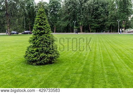 One Fresh Bright Spruce Tree Growing On Manicured Mowed Green Grass Lawn Field At Yard, City Park Or