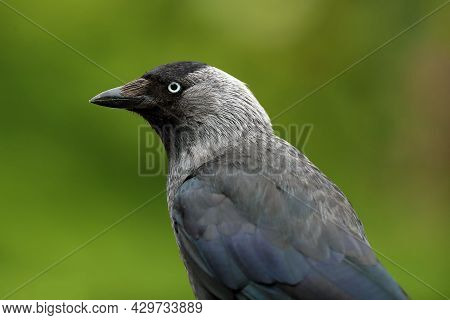 The Western Jackdaw (corvus Monedula) Sitting On The Branch With Green Background.the Western Jackda