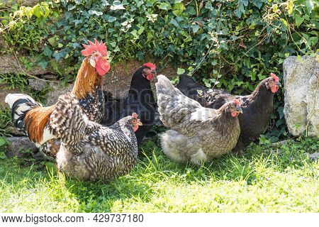 Free-range Hens And Roosters - Chickens And Roosters