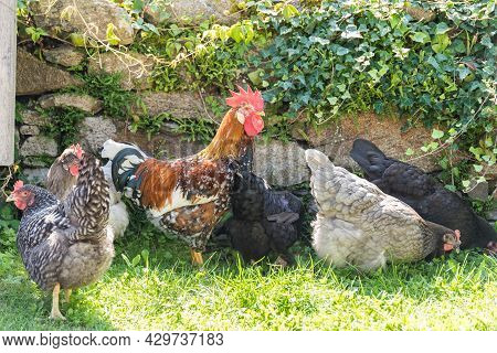 Free-range Housing For Hens And Roosters - Roosters And Chickens