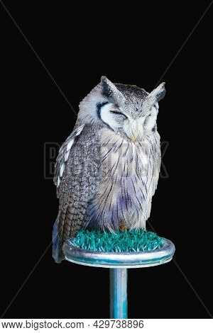 Beautiful Eagle Owl Sitting On The Stone. Wildlife Scene From Nature. Isolate On Black Background