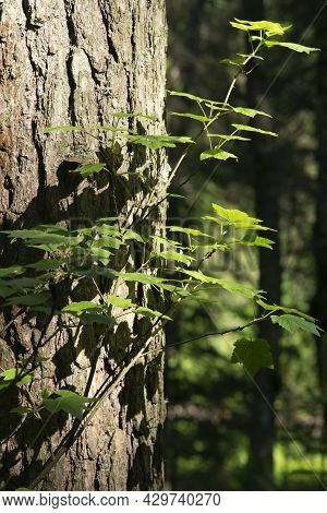 Branch With Green Leaves On The Background Of The Crown Of A Pine Tree.