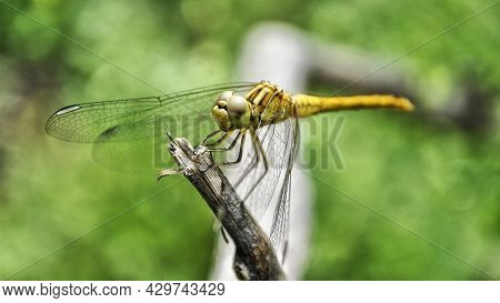 A Small Creature Resembling A Helicopter. The Delicate Existence Of Nature.