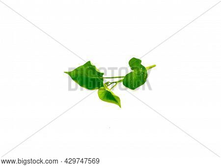 Fresh Branch Of Sweet Potato Ipomoea Batatas Leaves Isolated On White Background