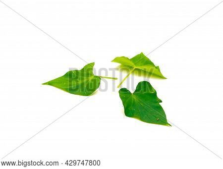 Three Sweet Potato Ipomoea Batatas Leaves Isolated On White Background