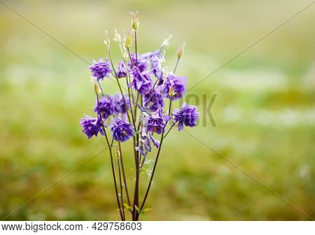Blue Flower Of European Columbine. Aquilegia Vulgaris. Close Up.