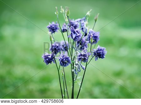 Blue Flower Of European Columbine. Aquilegia Vulgaris. Close Up.
