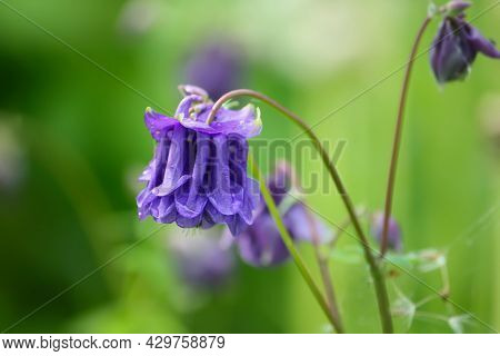 Blue Flower Of European Columbine. Aquilegia Vulgaris. Close Up.