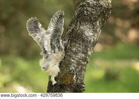 Nesting Of Long-eared Owl (asio Otus) Climbing On Bisch Tree. Fledgling On Tree In Spring Time. Wild