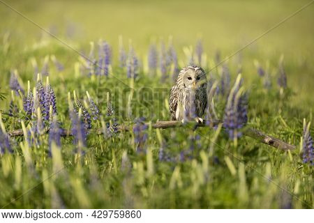 Ural Owl Siting On Broken Branch Inside Flowering Meadow (strix Uralensis)