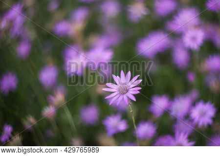 Purple Summer Background Of Xeranthemum Annuum Flowers. Beautiful Dried Flowers Annual Immortelle On