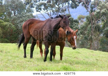Dark paarden
